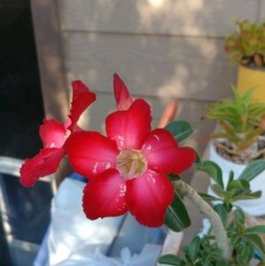 Meet your Posher, Wendy